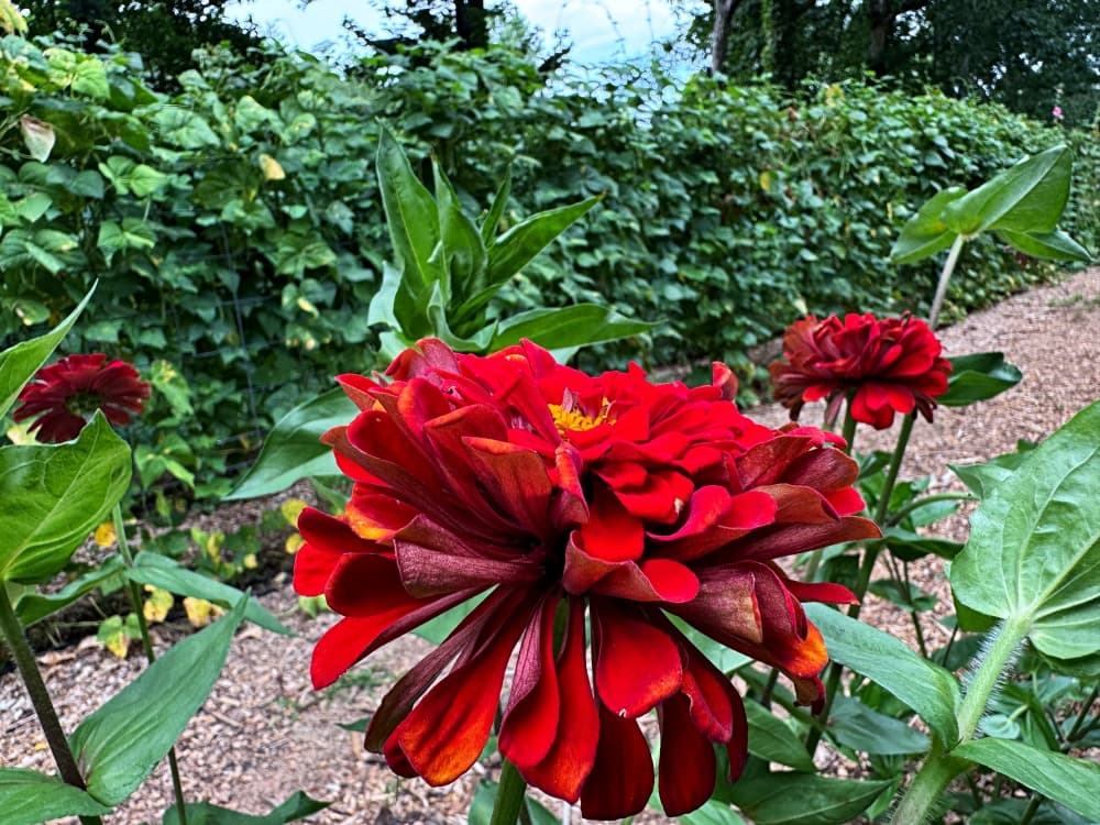 red bloom