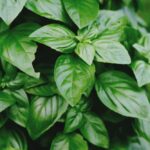 green plants