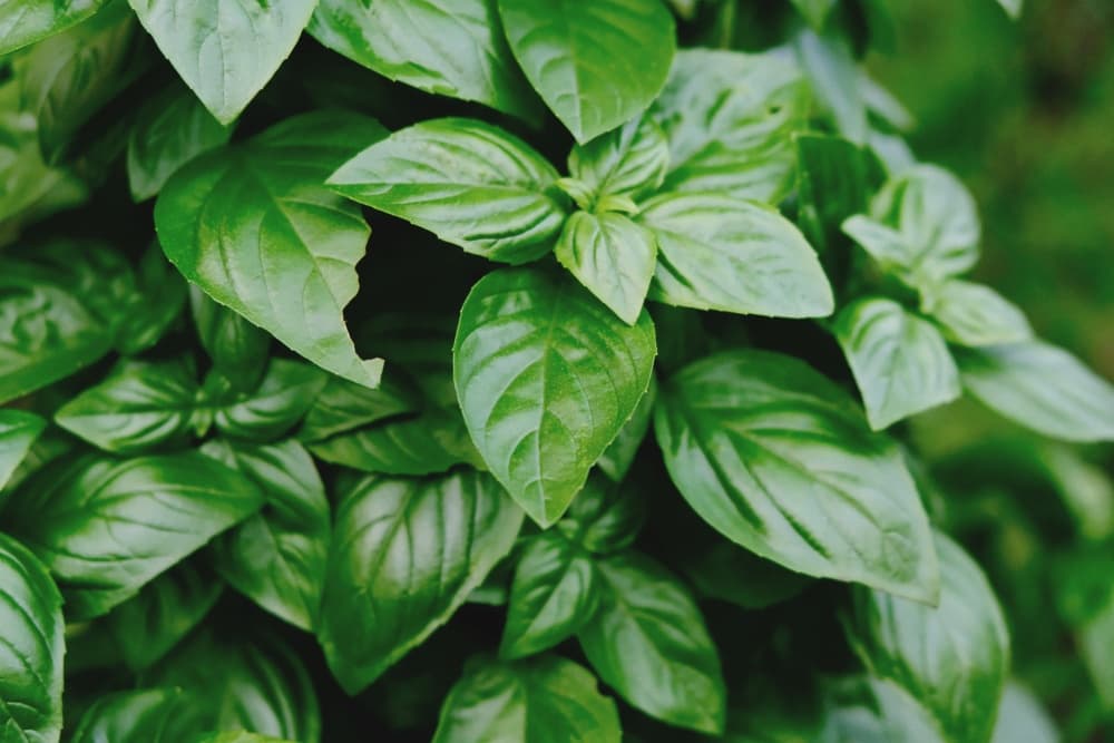green plants