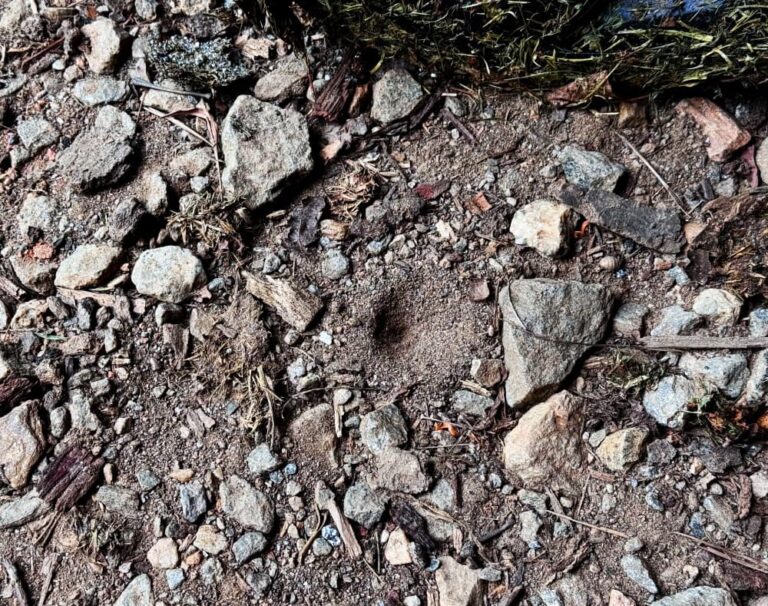 smooth round tunnel in dirt