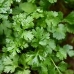 green plant
