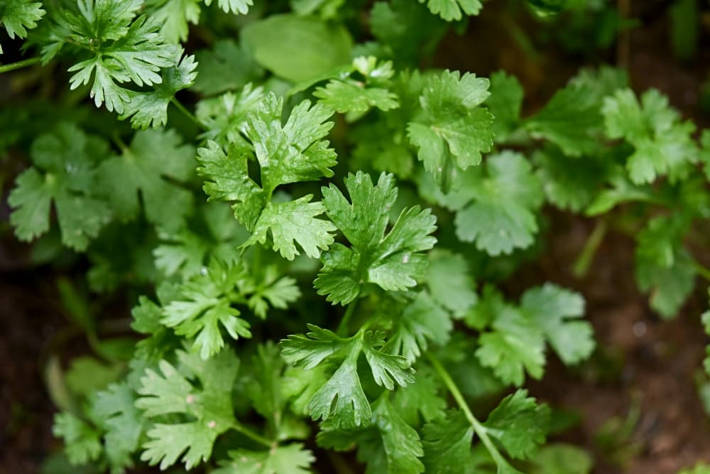 green plant