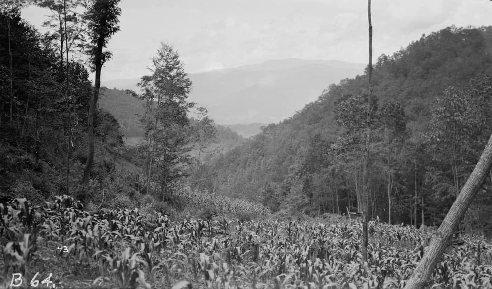 corn growing on steep land