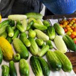 cucumbers laid out in rows