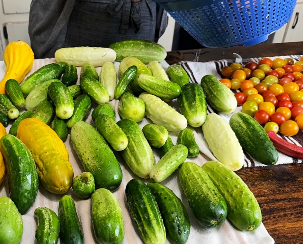 cucumbers laid out in rows