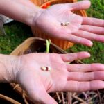 hands holding peas