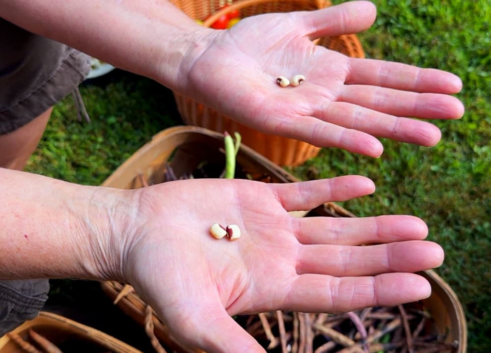 hands holding peas