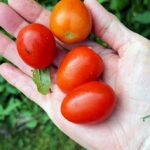 handful of red tomatoes