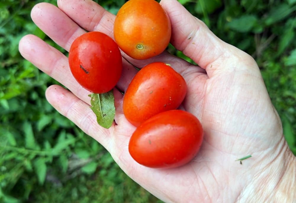 handful of red tomatoes