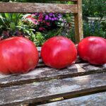 three large red tomatoes