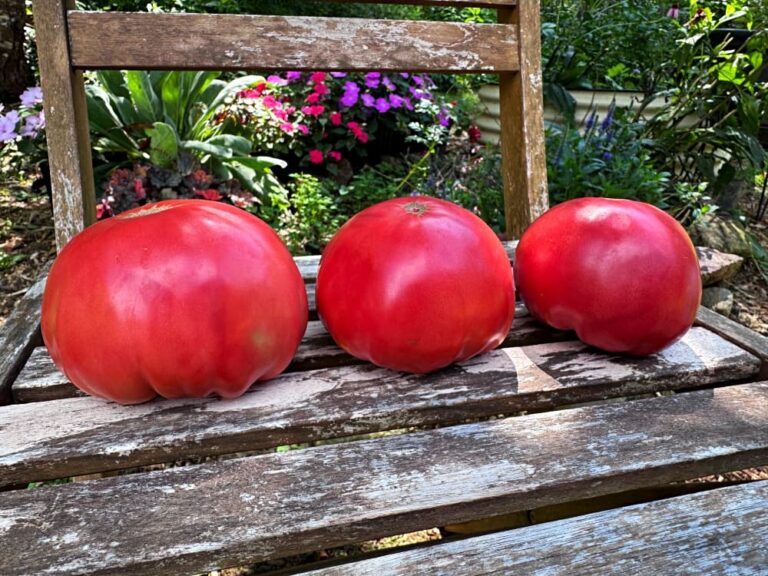 three large red tomatoes