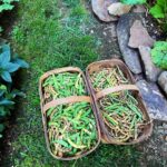 two baskets full of green beans
