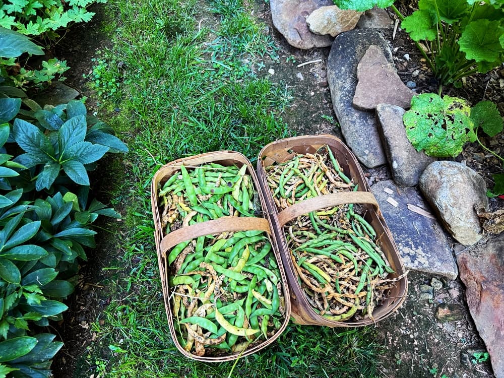 two baskets full of green beans