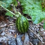 small striped watermelon