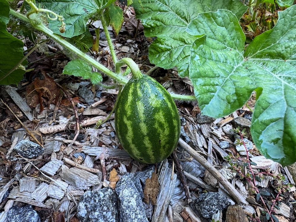 small striped watermelon