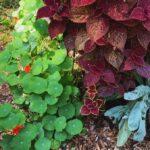 flowers of fall