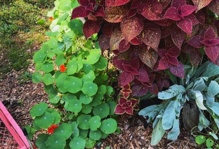 flowers of fall