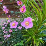 pink flowers