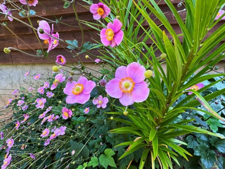 pink flowers