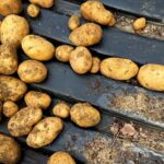 potatoes in wagon