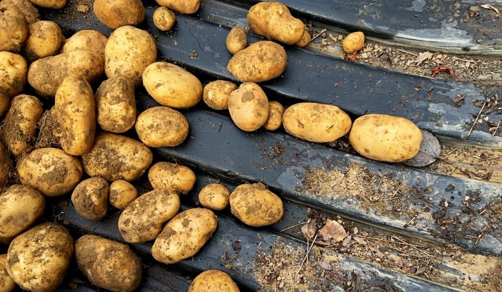 potatoes in wagon