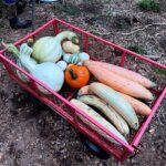 wagon full of winter squash