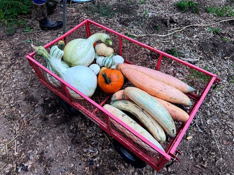 wagon full of winter squash