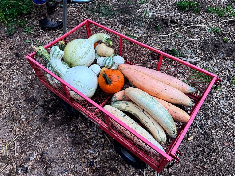 wagon full of winter squash