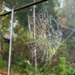 spider web drenched in dew