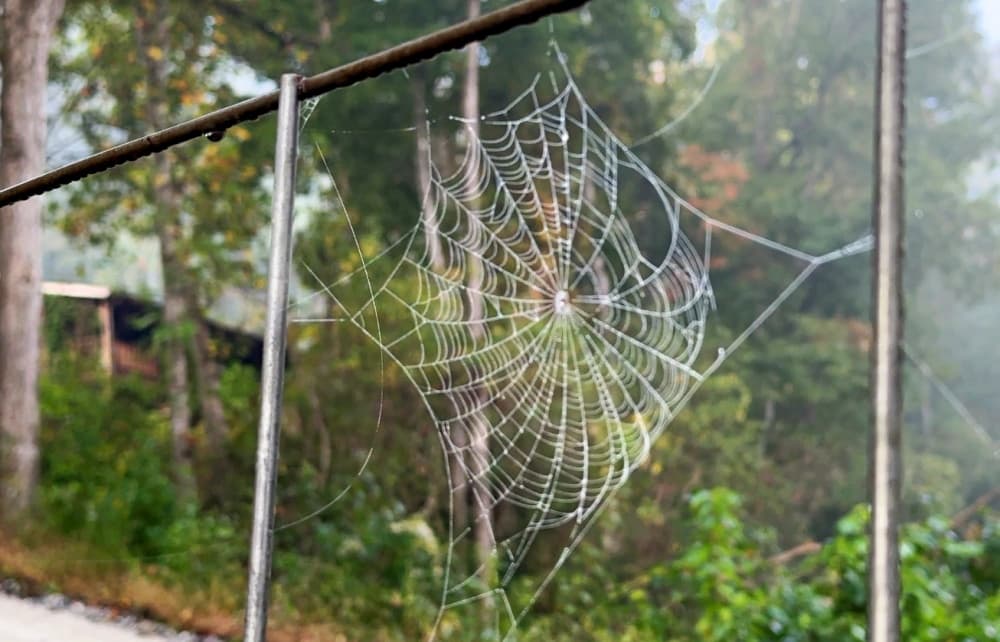 spider web drenched in dew