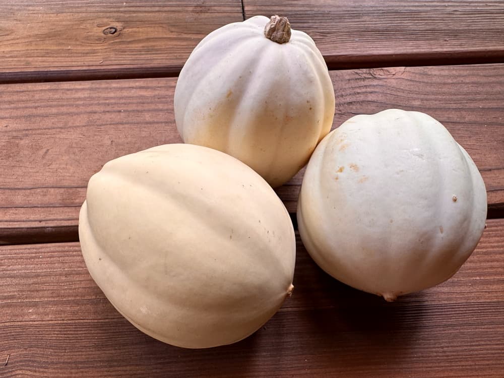 3 small white winter squash