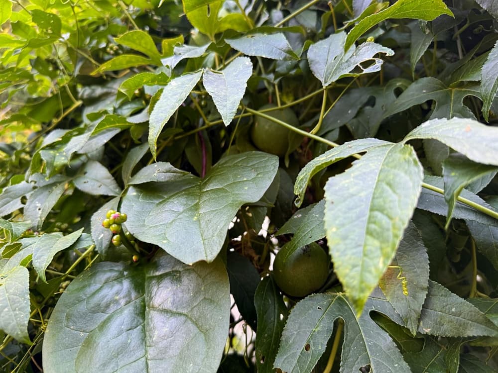 Maypop vine