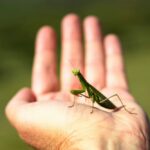 hand holding praying mantis