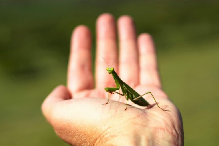 hand holding praying mantis