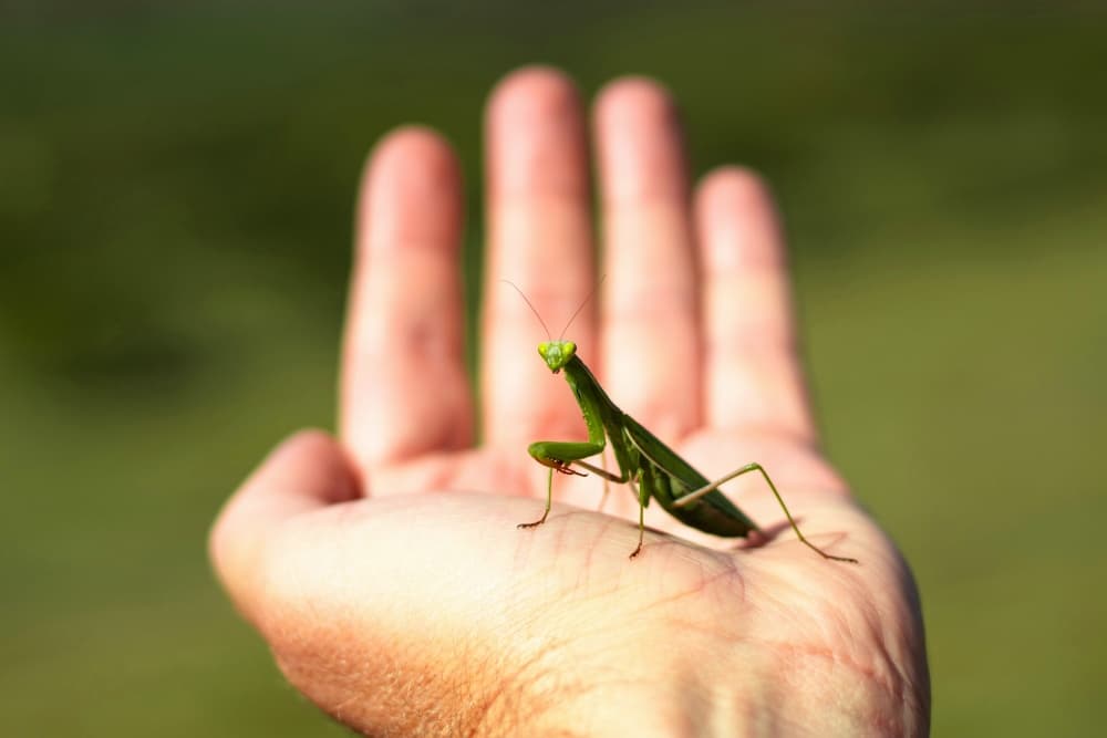hand holding praying mantis