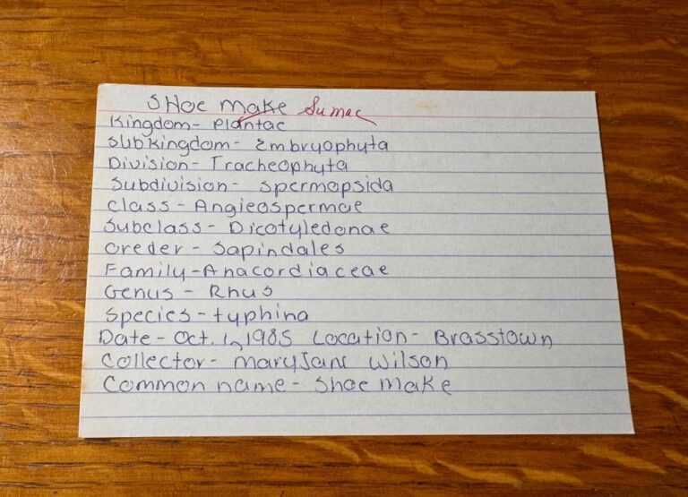 note card for school