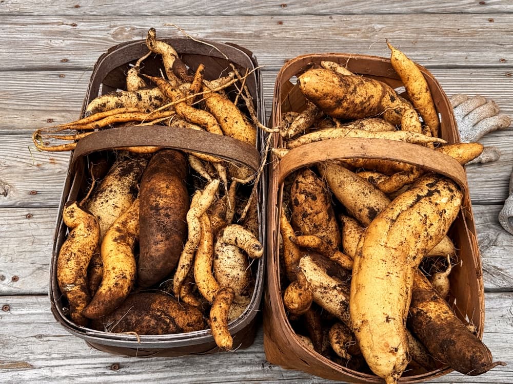 baskets of large sweet potatoes