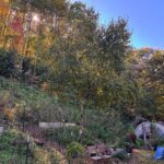 backyard view in fall