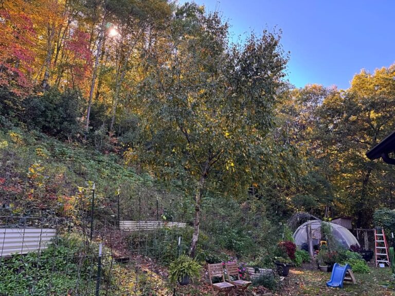 backyard view in fall
