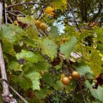 yellow grapes on vine