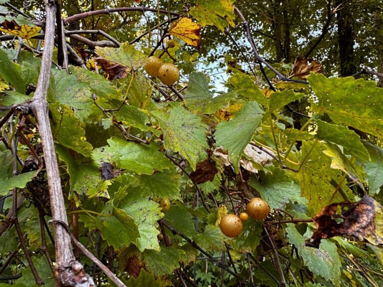 yellow grapes on vine